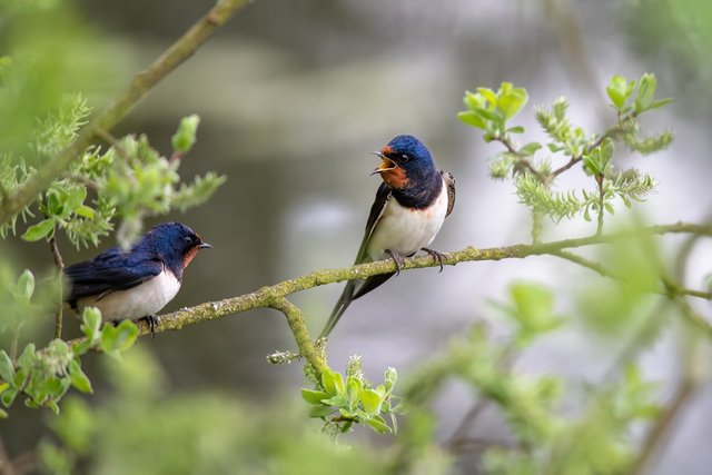 barn-swallows-8022044_1280.jpg