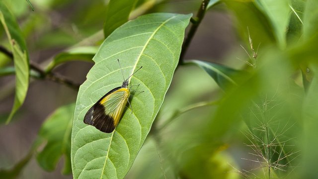 8500299892-butterfly-in-the-forest (FILEminimizer).jpg