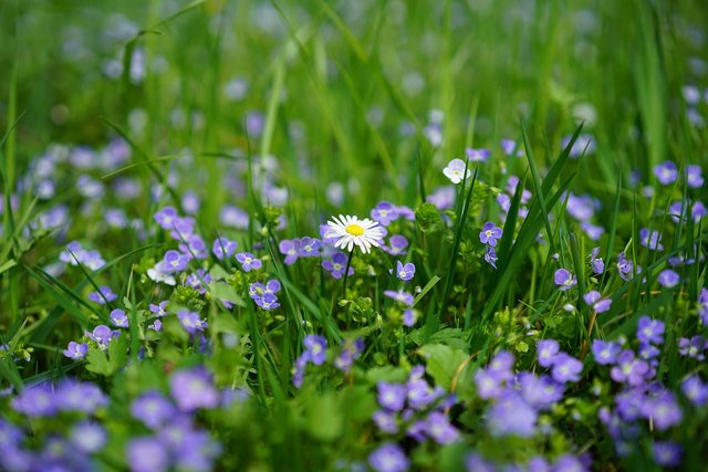 daisy-3102512_1280.jpg