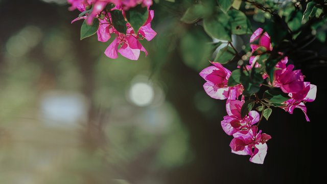 selective-focus-photography-of-pink-bougainvillea-flowers-774043.jpg