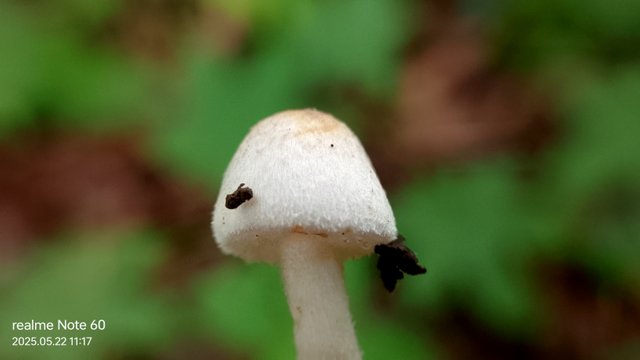 IMG_20250522_111718.jpg