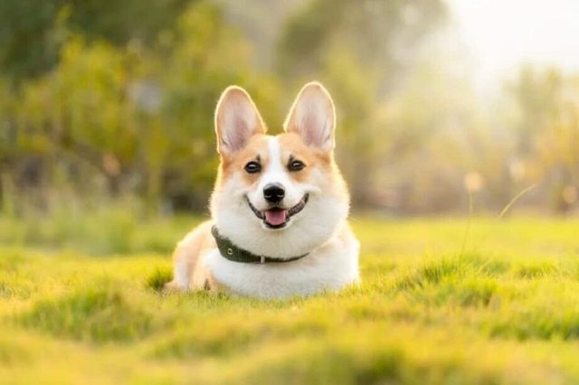 watch-this-video-of-two-dogs-walking-together-920x613.jpg