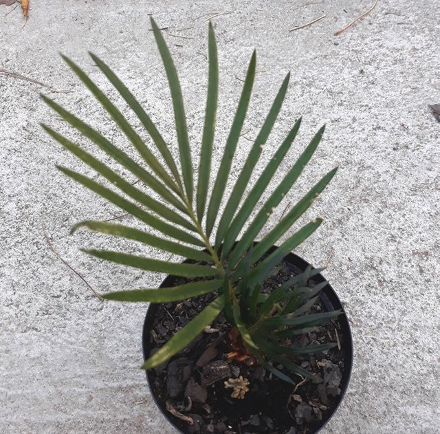 cycad revoluta.jpg