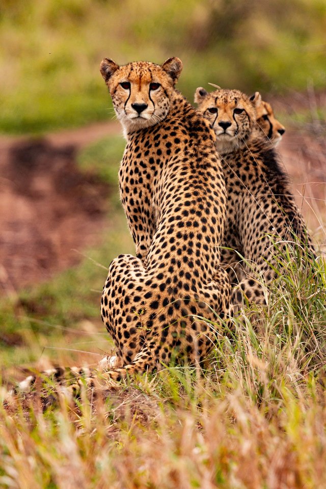 cheetahs-5689873_1920.jpg