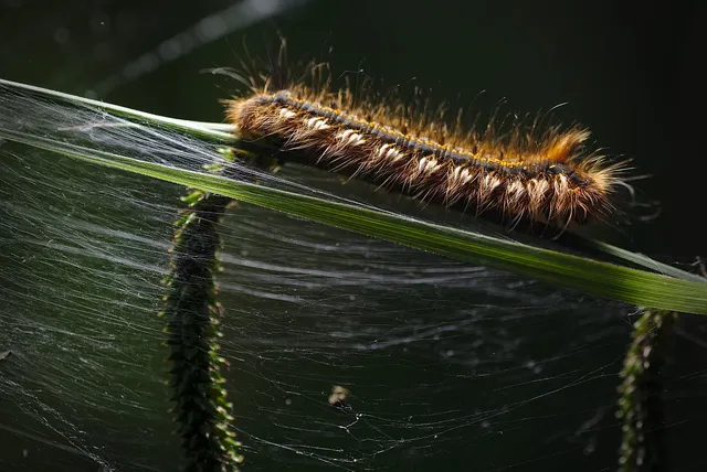 caterpillar-7546984_1280.webp