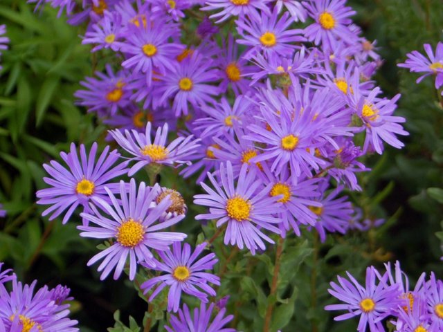 Asteraceae_-_Aster_amellus (1).JPG