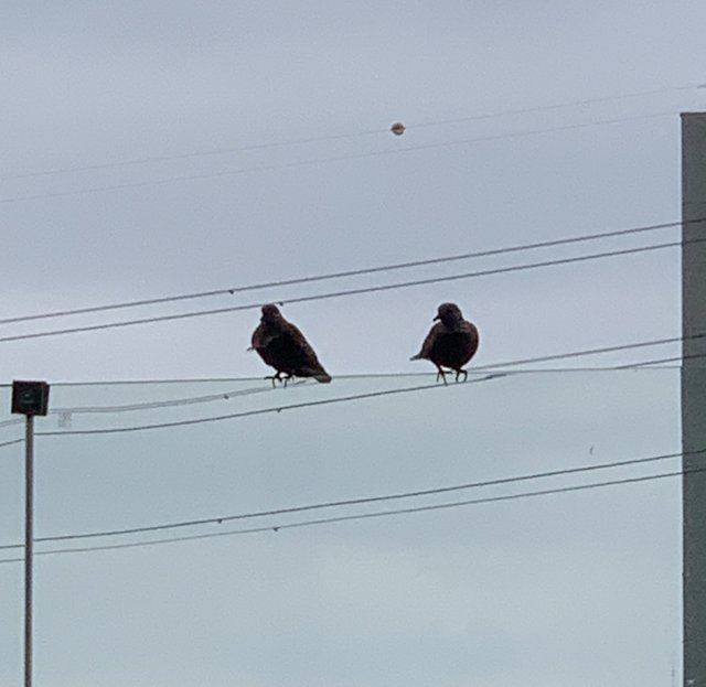 bird2.jpg