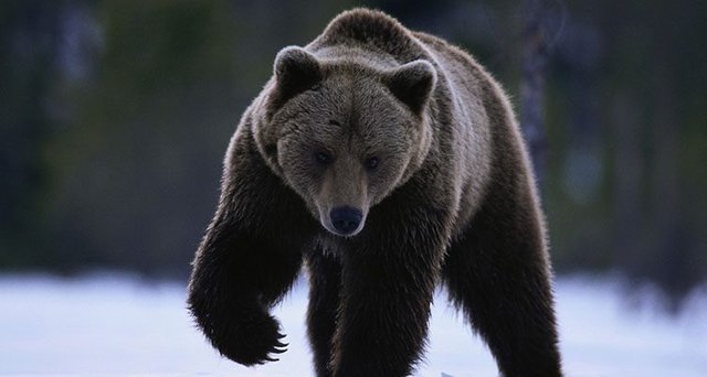 oso-grizzly-caminando.jpg