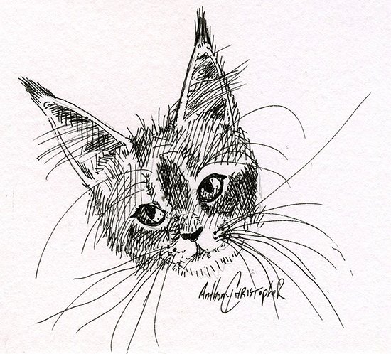 cat ears008.jpg