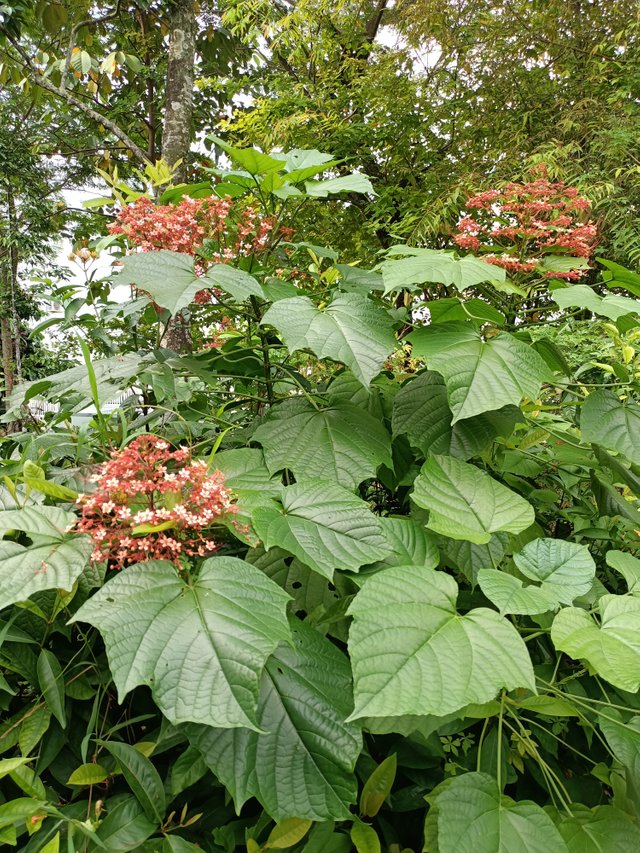 8 Clerodendrum paniculatum L 3.jpg