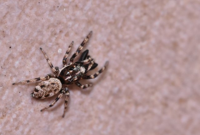 jumping spider balcony furry butt.jpg