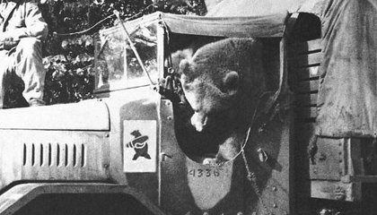 Wojtek-Bear-In-Vehicle.jpg