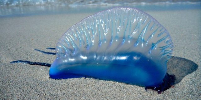 jelly fish.jpg