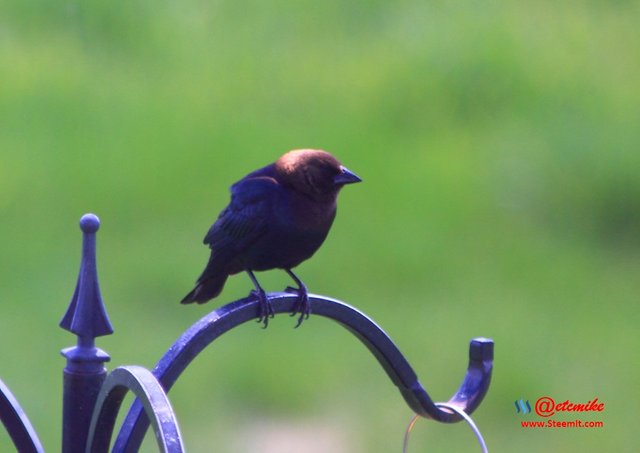 Brown-headed Cowbird PFW21-0103.JPG