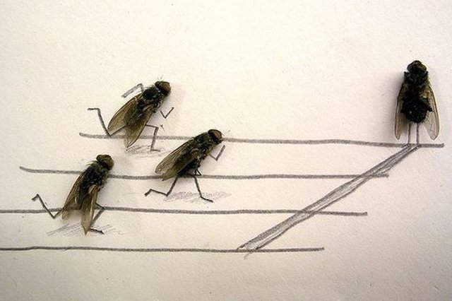 moscas 1.jpg