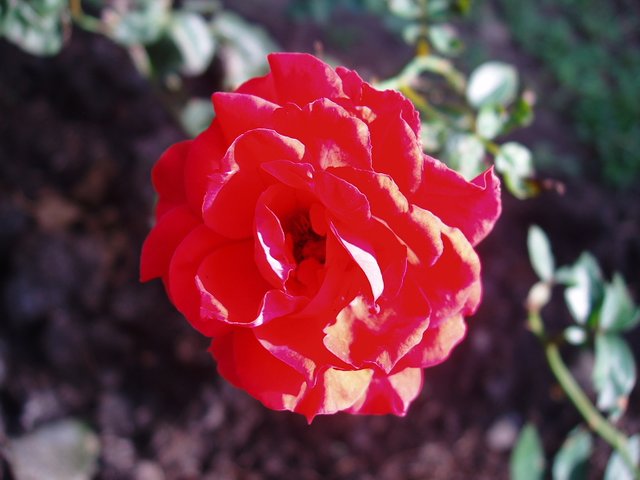 Queen Sirikit Park - roses