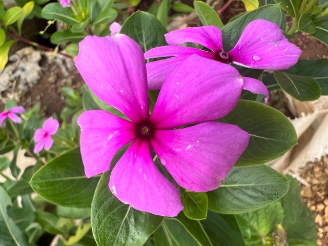 IMG_6258.jpeg