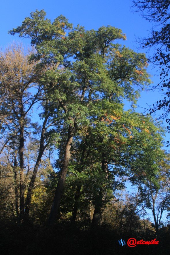 fall trees colors landscape fall-colors fontenelle-forest Fall02075.jpg