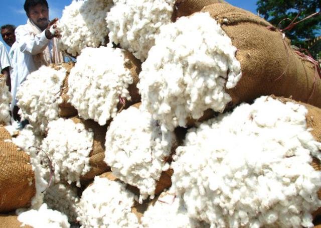 Wide-Range-of-100-Raw-Cotton-Wholesale.jpg