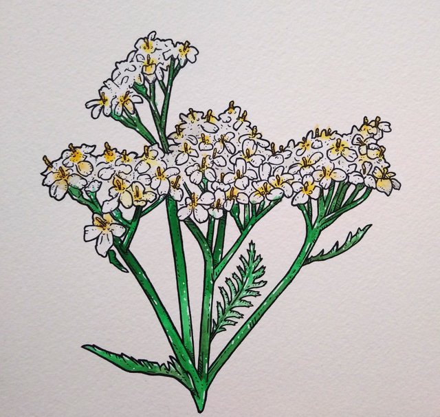 yarrow2.jpg