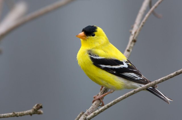 American goldfinch (5).jpg