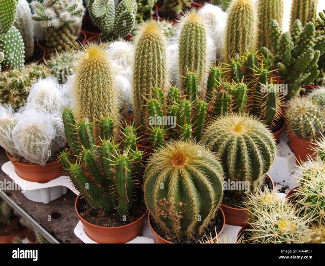 collection-of-various-potted-cacti-MA4K5T.jpg