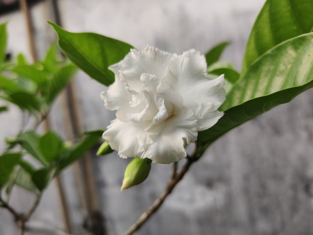IMG_20250421_073244_Bokeh.jpg