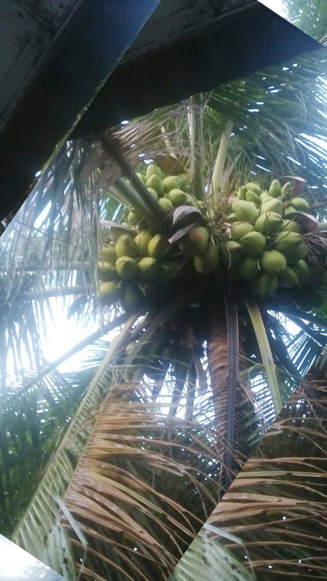 Kelapa Hijau (4).jpg