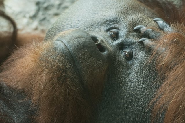 2018-06-29-HOUSTON_ZOO_Orangutans-4.jpg