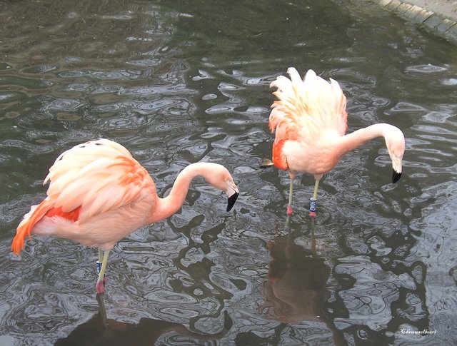Flamingos_01.jpg