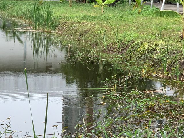 nature103.jpg