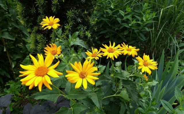 Planta Medicinal Arnica Y Para Que Sirve Steemit