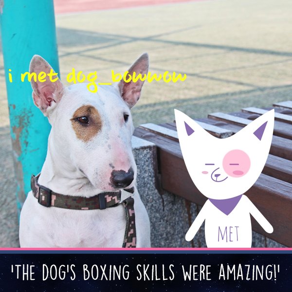 02The dog's boxing skills were amazing!.jpg