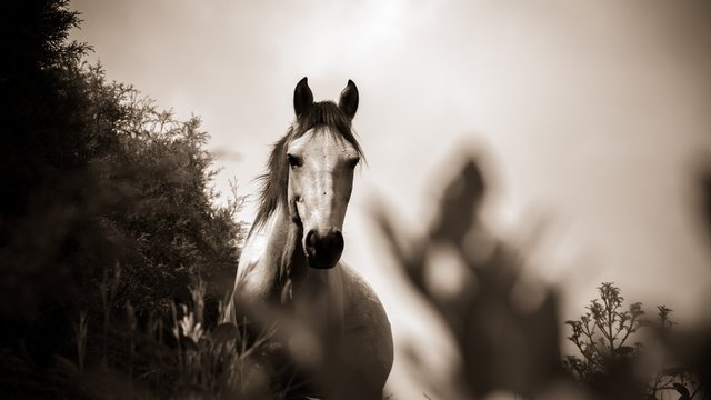 grayscale-photo-of-horse-793235.jpg