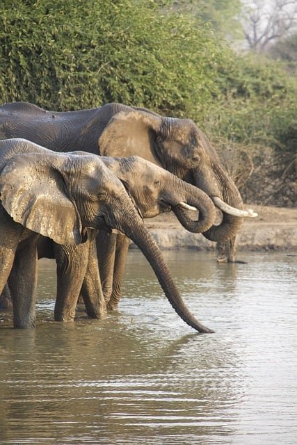 elephants-7651446_640.jpg