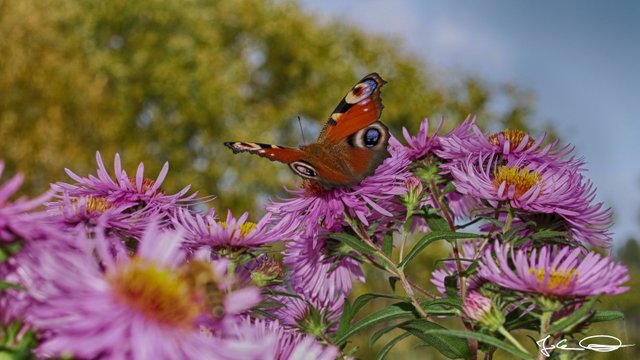 2018-10-Butterfly-European-Peacock-02.jpg