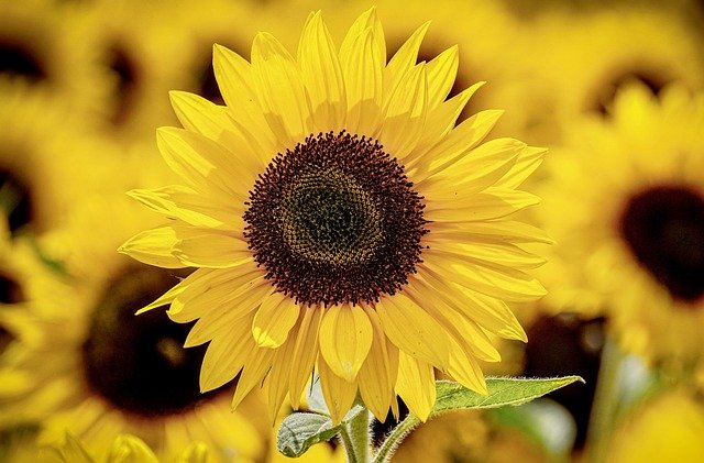 sunflowers-3790834_640.jpg