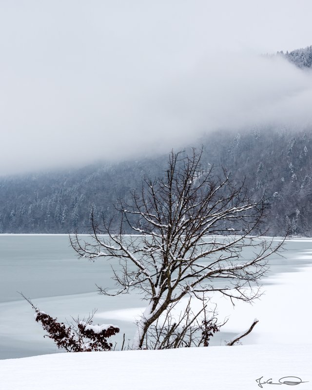 2019-01-28-Rosental-Drau-Winter-05-Tree.jpg