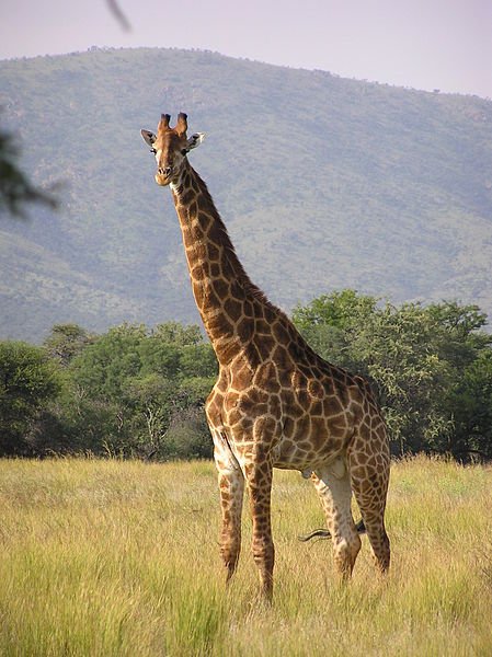 449px-Giraffe_standing.jpg