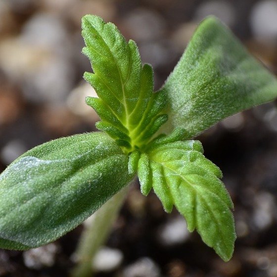 primeira fase de crescimento cannabis maconha cultivar marijuan - cópia.jpg