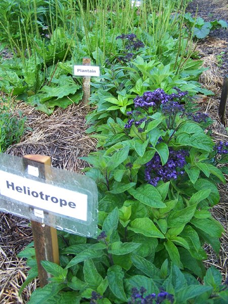 New Herb - Row 3, heliotrope crop July 2018.jpg