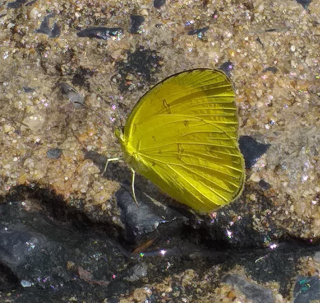 butterfly13 (3).jpg