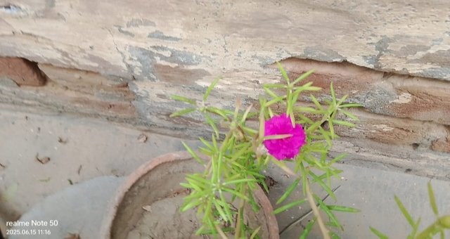IMG_20250617_115337.JPG