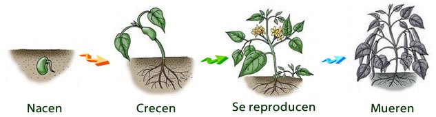 ciclo_de_vida_de_la_planta.jpg