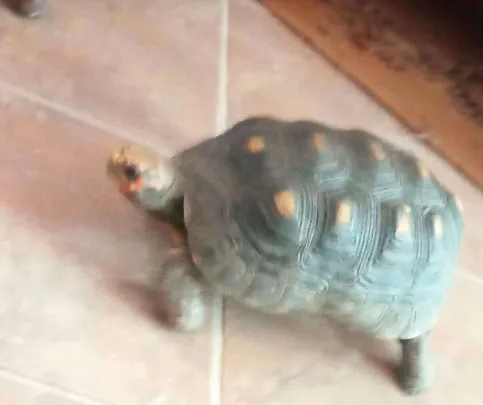 tomas.PNG
