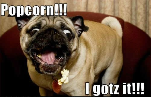 funny-dog-pictures-popcorn-gotz.jpg