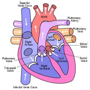 300px-Diagram_of_the_human_heart_(cropped).svg.png