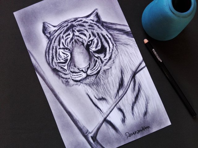 tiger(217).jpg