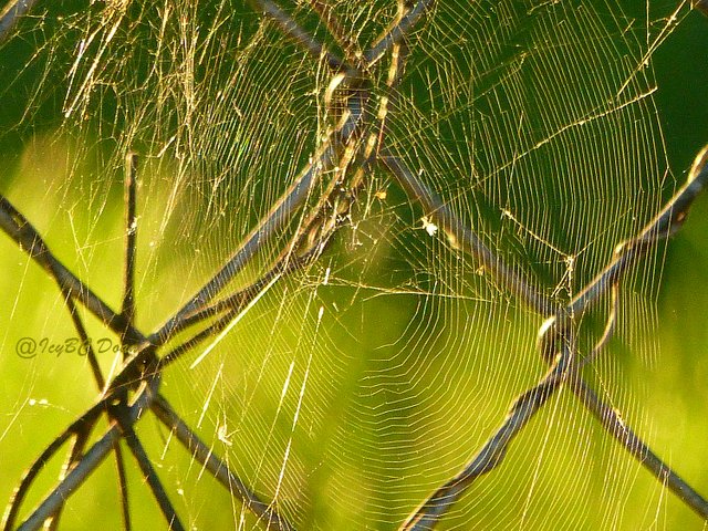 spider web-catching the light.JPG