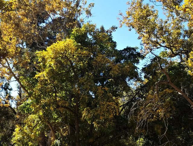 Miscellaneous Trees Steemit